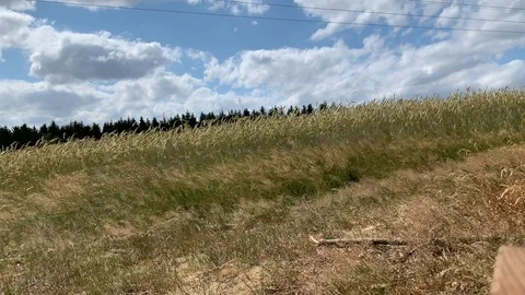 Romantic cornfield in the wind Stock Footage 112026202