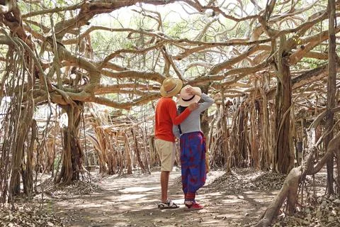 Romantic couple embracing while admiring the magical giant banyan tree grove Stock Photos