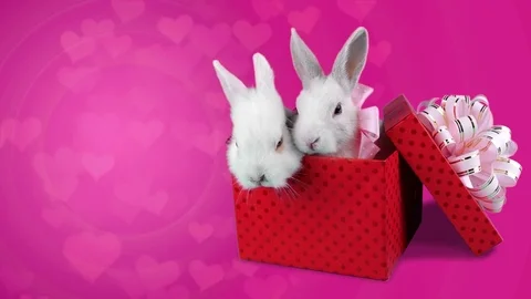 A romantic couple of rabbits sitting in the present box and relaxing Video stock 71468486