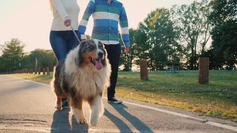 A romantic couple is walking in the park with a dog. Australian Shepherd for a Stock Footage