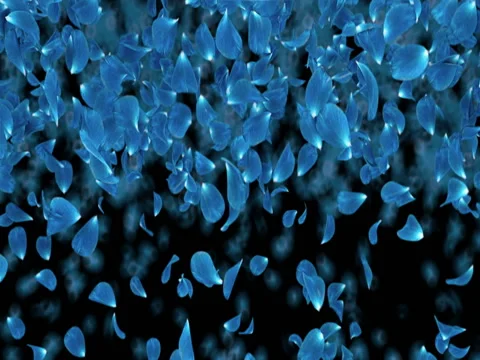Romantic Dark Blue Rose Flower Petals Falling Transition Alpha matte Loop 4k Vidéo 71895118