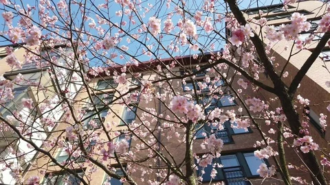 Romantic Delicate Cherry Blossom View from Under Stock-Footage 129013748