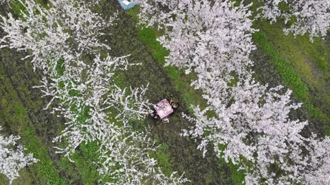 Romantic dinner in the middle of the apple orchard during spring. Trees furrowed Stock Footage 157757664