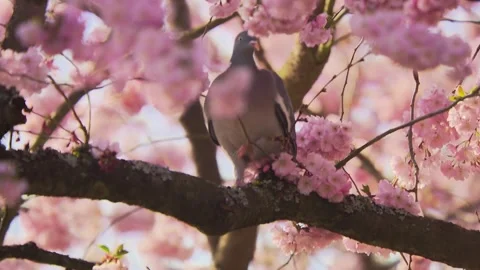 Romantic dove in flowering cherry tree Stock Footage 329234863