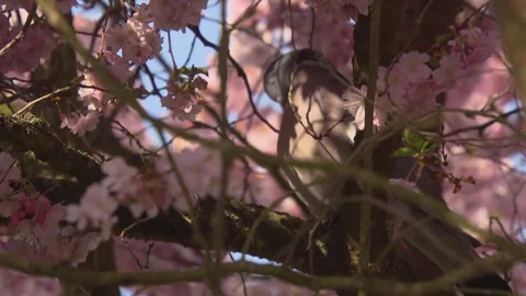 Romantic dove in flowering cherry tree Stock Footage 329234871