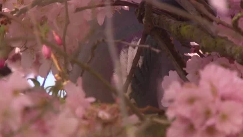 Romantic dove in flowering cherry tree Stock Footage 329234874