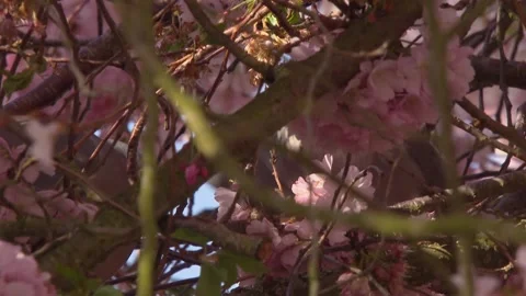 Romantic doves in flowering cherry tree Stock Footage 329234886