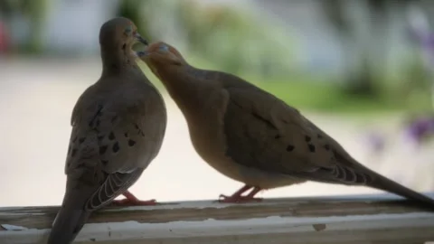 Romantic doves Stock Footage 156267779