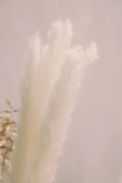 Romantic dried flowers on a solid background Foto stock