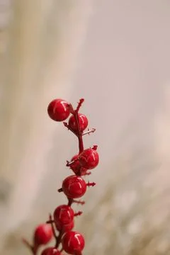Romantic dried flowers on a solid background Foto stock