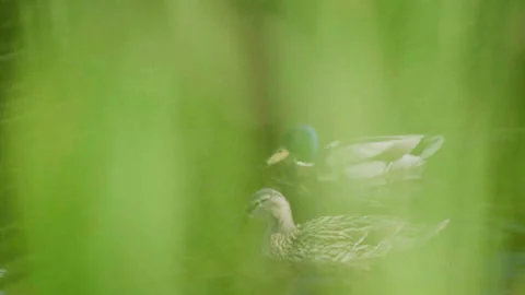 Romantic ducks couple seen behind a veil of grass Stock Footage 142354489