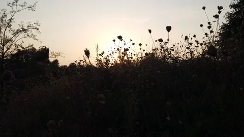 Romantic evening mood on a field. 4k Stock Footage Stock Footage 114598536