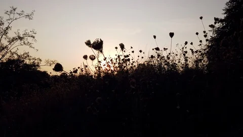 Romantic evening mood on a field. 4k Stock Footage 스톡 동영상 114599165