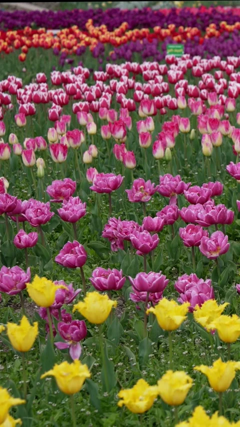 Romantic fields awash with tulips. Beautiful background Vídeo Stock 314241674