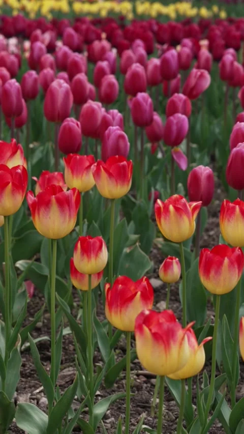 Romantic fields awash with tulips. Beautiful background Vídeo Stock 314241682
