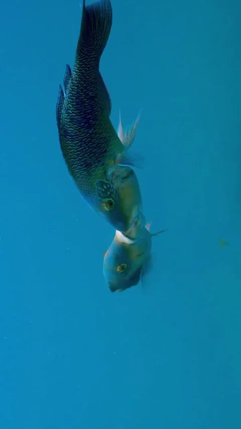 Romantic fish couple 库存影片 330898623