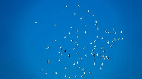 Romantic flight of white doves Stock Photos