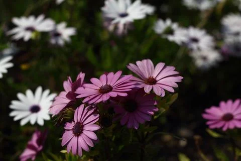 Romantic Flower Stock Photos