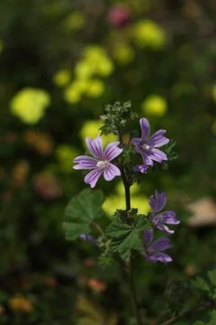 Romantic Flower Stock Photos