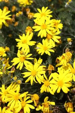 Romantic Flower Stock-Fotos