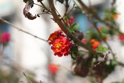Romantic Flower Stock Photos