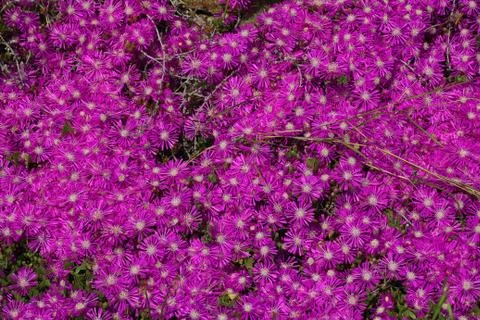 Romantic Flower 스톡 사진