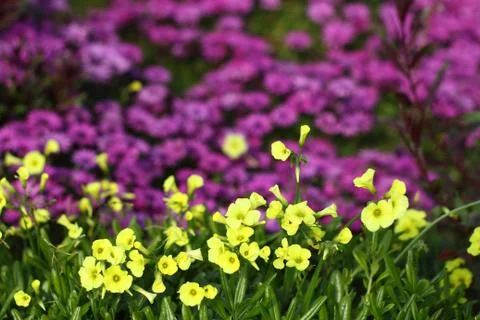 Romantic Flower Stock Photos