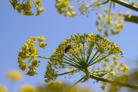 Romantic Flower Stock Photos