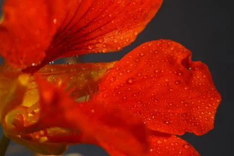 Romantic Flower Stock Photos