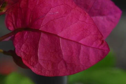 Romantic Flower Stock Photos