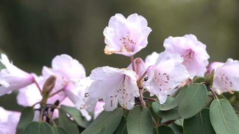 Romantic flowers Stock Footage 105429288