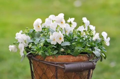 Romantic flowers Stock Photos