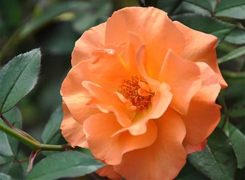 Romantic flowers Stock Photos