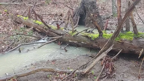 Romantic forest when it rains, with a stream and a small waterfall Stock Footage 147677746