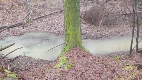 Romantic forest when it rains, with a stream and a small waterfall Stock Footage 147677759