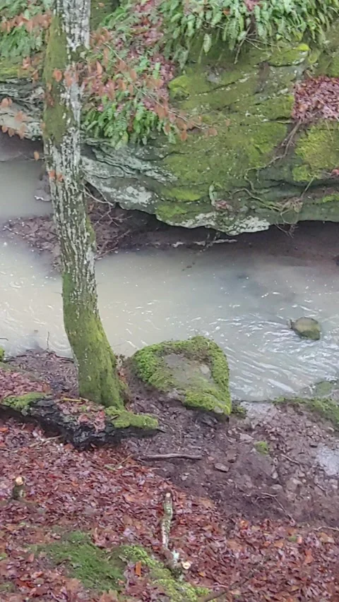 Romantic forest when it rains, with a stream and a small waterfall Stock Footage 147677823