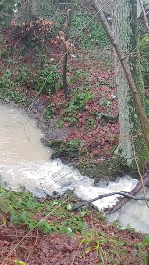Romantic forest when it rains, with a stream and a small waterfall Stock Footage 147677959