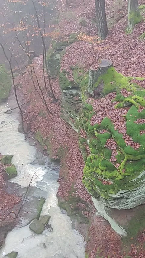 Romantic forest when it rains, with a stream and a small waterfall Stock Footage 147677988