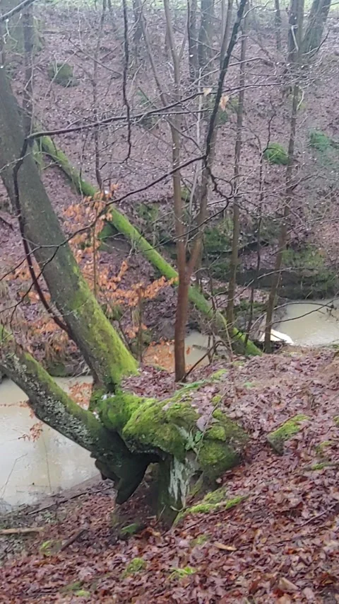 Romantic forest when it rains, with a stream and a small waterfall Stock Footage 147678054