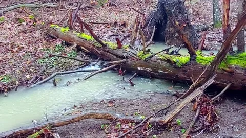 Romantic forest when it rains, with a stream and a small waterfall Stock Footage 147720174
