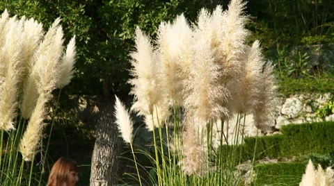 Romantic game Stock Footage 4415242