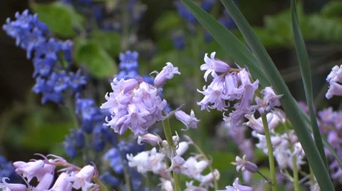 Romantic Garden - Bell Flowers - 04 Stock Footage