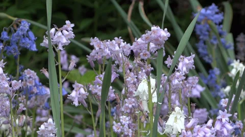 Romantic Garden - Bell Flowers - 05 Stock Footage
