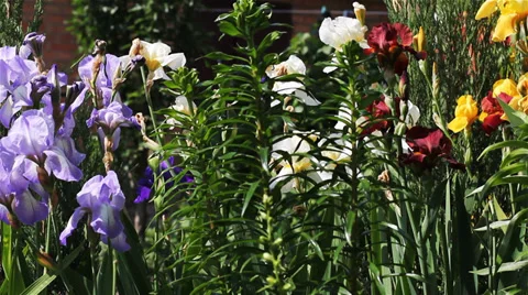 The Romantic Garden Of Spring Flowers Stock Footage 39560846