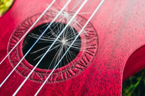 Romantic guitar strings close up, summertime, park. Playing guitar outdoor co Stock Photos