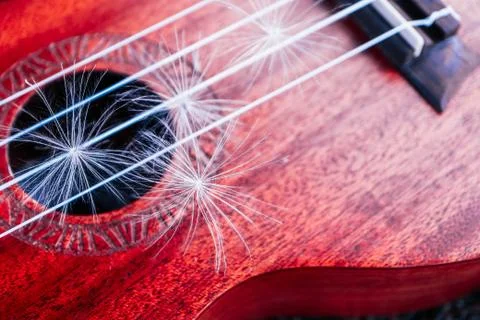 Romantic guitar strings close up, summertime, park. Playing guitar outdoor co Stock Photos