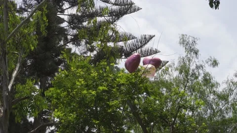 Romantic heart-shaped balloons trapped in a tree at daytime in 4k 動画素材 150304048