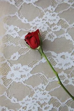 Romantic isolated red rose Valentine's Day sexy white lace love Stock Photos