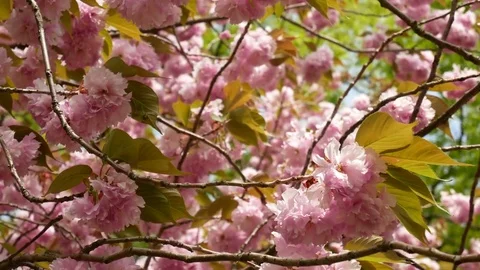 Romantic king cherry blossom: Stockbeeldmateriaal 80149951