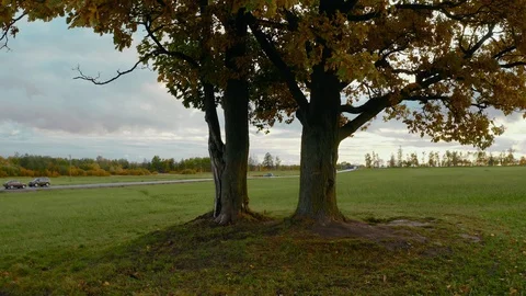 Romantic Landscape with Old Deciduous Trees. Stock Footage 121406734
